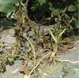 馬鈴薯20種病害高清圖譜及綜合防治方案 三氯異氰尿酸的應(yīng)用